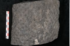 Foto (Detailansicht) von Stigmaria ficoides Brongniart (NHMW-GEO-2024-0188-11118)